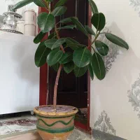 گل طبیعی و زیبا|گل و گیاه طبیعی|سقز, |دیوار