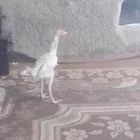 مورغ