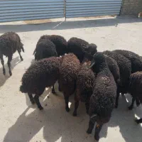 بره بره