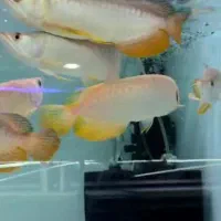 آروانا گلدن کراسبک و هایبک بلو بیس