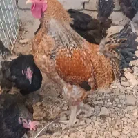 خروس فروشی