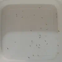 بچه گوپی