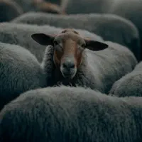 گوسفند قربانی