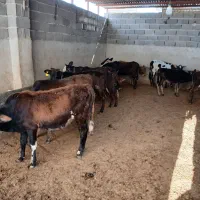 12تا گوساله ماده محلی