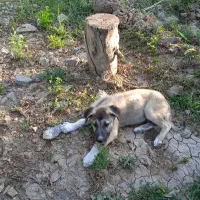 توله سگ نگهبان