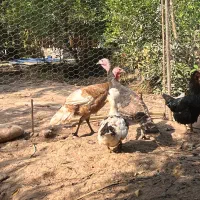 بوقلمون و اردک|حیوانات مزرعه|دزفول, |دیوار