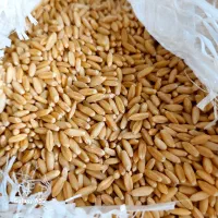بذ ر ‌گندم درجه یک هما