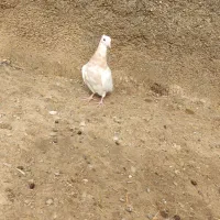 کبوتر طوقی|پرنده|مهر, |دیوار