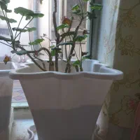 سلام گل  شمعدانی