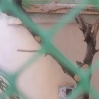 فنچ نرو ماده