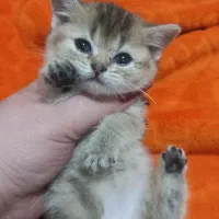 فروش گربه بریتیش نر بلک گلد