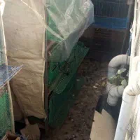 قفس کبوتر مرغ خروس و بلدرچین|لوازم جانبی حیوانات|رشت, جانبازان|دیوار