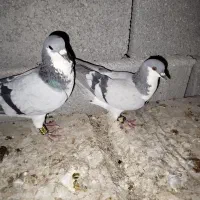 کفتر شهری سبز و کبوتر مخمل
