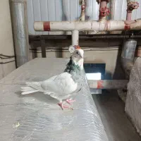 طوقی‌الماسی‌ماده