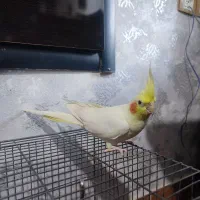 عروس هلندی دستی و اهلی