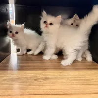 بچه گربه پرشین اصل