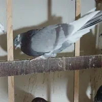 کبوتر پرشی|پرنده|شهریار, شهریار|دیوار