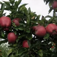 پیش فروش نهال سیب ردچف دوساله
