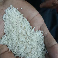 برنج فجر۱۲۰ روزه خوش عطر