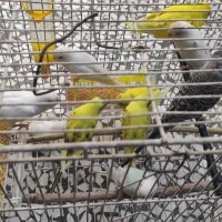 فروش تعدادی مرغ عشق