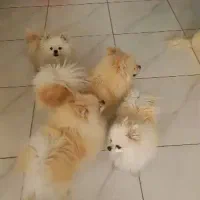 سگ پاکوتاه آپارتمانی