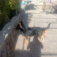 سگ ژرمن فروش یا معاوضه|سگ|دماوند, دماوند|دیوار