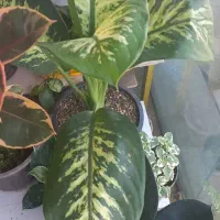 انواع گلهای اپارتمانی