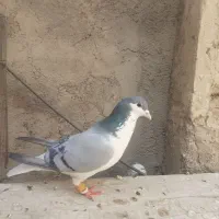 کبوتر|پرنده|فسا, |دیوار