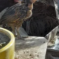 جوجه لاری و محلی|حیوانات مزرعه|زاهدان, |دیوار