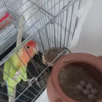 طوطی برزیلی همراه ۵تخم