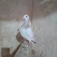 کبوتر هفرنگ