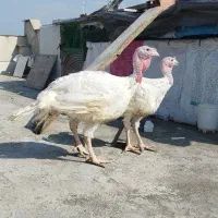 جوجه بوقلمون بیوتی 6|حیوانات مزرعه|گرگان, |دیوار