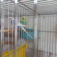 فروش مرغ عشق|پرنده|سراوان, |دیوار