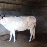 شنگل شکم اول ۸ماه آبستن