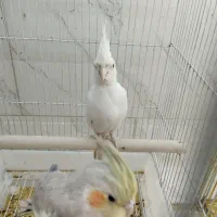 پرنده سرای امیر|پرنده|شیراز, کرونی(خاتونک)|دیوار