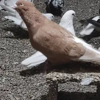 کبوتر دم سفید|پرنده|لوشان, |دیوار