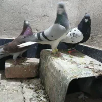 کفتر درجه ۱