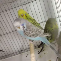 مرغ‌عشق‌‌ ‌انگلیسی|پرنده|قم, حنیف نژاد|دیوار