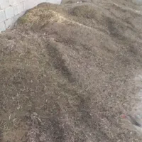 پهن گوسفند