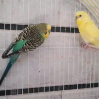 مرغ عشق|پرنده|کردکوی, |دیوار