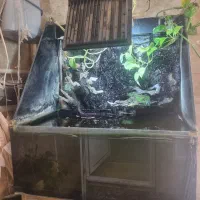 اکواریوم ) پالاداریوم