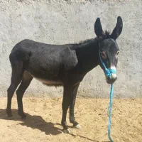 الاغ ماده و آبستن و شیر بده