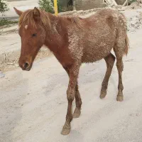 کره اسب نریان|اسب و تجهیزات اسب‌سواری|بوشهر, |دیوار