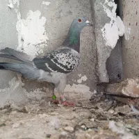 کفتر نامه بر