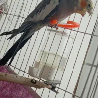 عروس هلندی|پرنده|تبریز, |دیوار