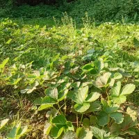 بوته توت فرنگی