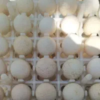 تخم نطفه دار بوقلمون بوربون و برنز|حیوانات مزرعه|کرج, خرمدشت|دیوار