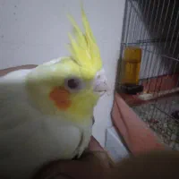 عروس هلندی جوجه ۲ ماهه|پرنده|مراغه, |دیوار