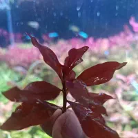 لودویجیا سوپر رد هرسی|ماهی|شیراز, گل سرخ|دیوار