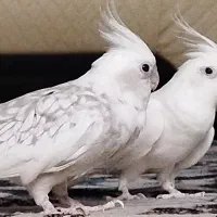 جفت عروس هلندی آلبینو چشم شرابی و دوکت
